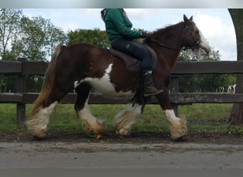Cob Irlandese / Tinker / Gypsy Vanner, Giumenta, 10 Anni, 128 cm, Sauro