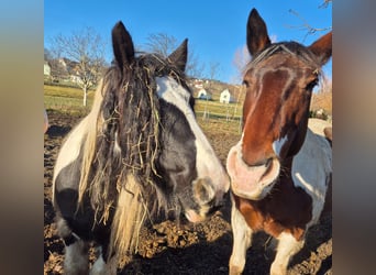 Cob Irlandese / Tinker / Gypsy Vanner, Giumenta, 10 Anni, 130 cm, Pezzato