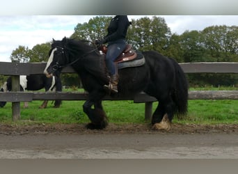 Cob Irlandese / Tinker / Gypsy Vanner, Giumenta, 10 Anni, 137 cm, Morello