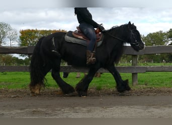 Cob Irlandese / Tinker / Gypsy Vanner, Giumenta, 10 Anni, 137 cm, Morello