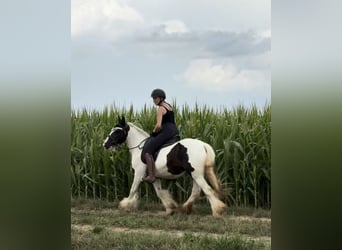 Cob Irlandese / Tinker / Gypsy Vanner, Giumenta, 10 Anni, 143 cm, Pezzato