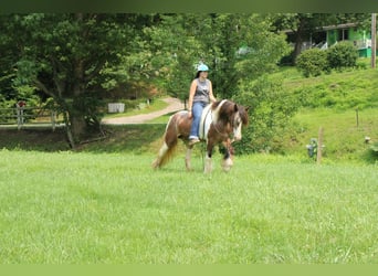 Cob Irlandese / Tinker / Gypsy Vanner, Giumenta, 10 Anni, Tobiano-tutti i colori