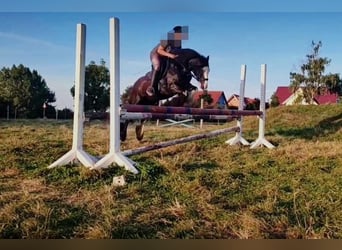 Cob Irlandese / Tinker / Gypsy Vanner, Giumenta, 11 Anni, 130 cm, Morello