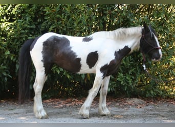Cob Irlandese / Tinker / Gypsy Vanner, Giumenta, 11 Anni, 136 cm, Pezzato