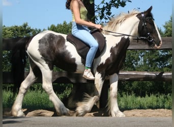 Cob Irlandese / Tinker / Gypsy Vanner, Giumenta, 11 Anni, 136 cm, Pezzato