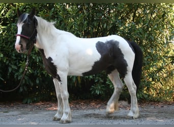 Cob Irlandese / Tinker / Gypsy Vanner, Giumenta, 11 Anni, 136 cm, Pezzato