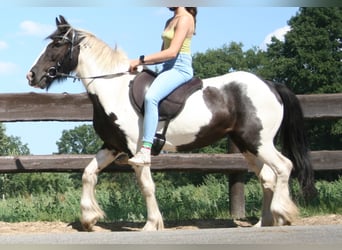 Cob Irlandese / Tinker / Gypsy Vanner, Giumenta, 11 Anni, 136 cm, Pezzato