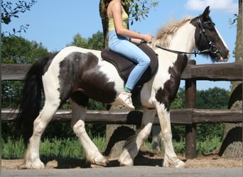 Cob Irlandese / Tinker / Gypsy Vanner, Giumenta, 11 Anni, 136 cm, Pezzato