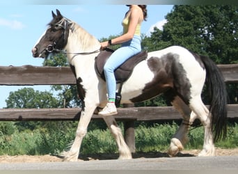 Cob Irlandese / Tinker / Gypsy Vanner, Giumenta, 11 Anni, 136 cm, Pezzato