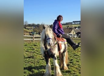 Cob Irlandese / Tinker / Gypsy Vanner, Giumenta, 11 Anni, 140 cm, Pezzato