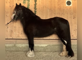 Cob Irlandese / Tinker / Gypsy Vanner, Giumenta, 11 Anni, 142 cm, Morello