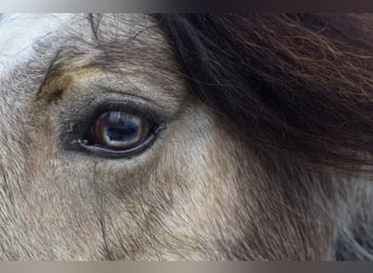 Cob Irlandese / Tinker / Gypsy Vanner, Giumenta, 11 Anni, 142 cm, Pelle di daino