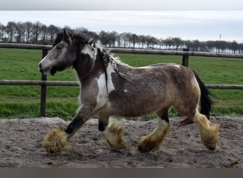 Cob Irlandese / Tinker / Gypsy Vanner, Giumenta, 11 Anni, 142 cm, Pelle di daino