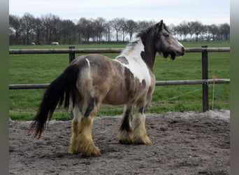 Cob Irlandese / Tinker / Gypsy Vanner, Giumenta, 11 Anni, 142 cm, Pelle di daino
