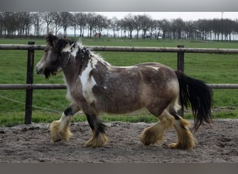 Cob Irlandese / Tinker / Gypsy Vanner, Giumenta, 11 Anni, 142 cm, Pelle di daino