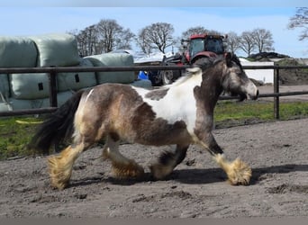 Cob Irlandese / Tinker / Gypsy Vanner, Giumenta, 11 Anni, 142 cm, Pelle di daino