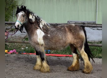 Cob Irlandese / Tinker / Gypsy Vanner, Giumenta, 11 Anni, 142 cm, Pelle di daino
