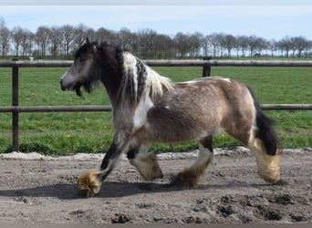 Cob Irlandese / Tinker / Gypsy Vanner, Giumenta, 11 Anni, 142 cm, Pelle di daino