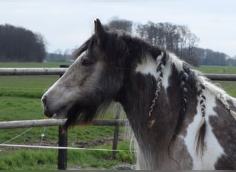 Cob Irlandese / Tinker / Gypsy Vanner, Giumenta, 11 Anni, 142 cm, Pelle di daino