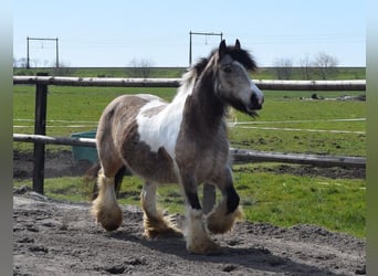 Cob Irlandese / Tinker / Gypsy Vanner, Giumenta, 11 Anni, 142 cm, Pelle di daino