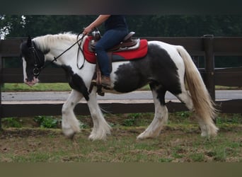 Cob Irlandese / Tinker / Gypsy Vanner, Giumenta, 11 Anni, 142 cm, Pezzato