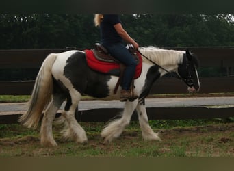 Cob Irlandese / Tinker / Gypsy Vanner, Giumenta, 11 Anni, 142 cm, Pezzato