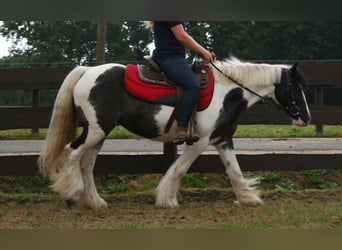 Cob Irlandese / Tinker / Gypsy Vanner, Giumenta, 11 Anni, 142 cm, Pezzato