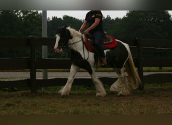 Cob Irlandese / Tinker / Gypsy Vanner, Giumenta, 11 Anni, 142 cm, Pezzato
