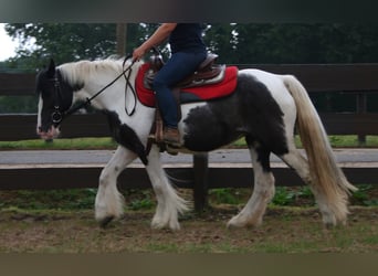 Cob Irlandese / Tinker / Gypsy Vanner, Giumenta, 11 Anni, 142 cm, Pezzato