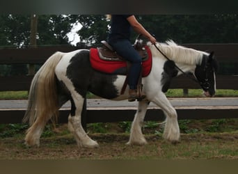 Cob Irlandese / Tinker / Gypsy Vanner, Giumenta, 11 Anni, 142 cm, Pezzato