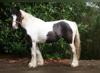 Cob Irlandese / Tinker / Gypsy Vanner, Giumenta, 11 Anni, 142 cm, Pezzato
