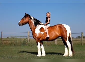 Cob Irlandese / Tinker / Gypsy Vanner Mix, Giumenta, 11 Anni, 142 cm, Pezzato