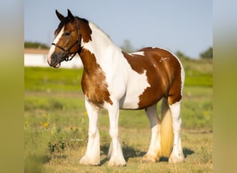 Cob Irlandese / Tinker / Gypsy Vanner, Giumenta, 11 Anni, 145 cm, Pezzato
