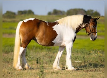 Cob Irlandese / Tinker / Gypsy Vanner, Giumenta, 11 Anni, 145 cm, Pezzato