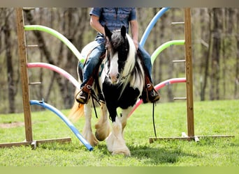 Cob Irlandese / Tinker / Gypsy Vanner, Giumenta, 11 Anni, 145 cm, Tobiano-tutti i colori