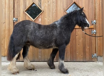 Cob Irlandese / Tinker / Gypsy Vanner, Giumenta, 12 Anni, 138 cm, Roano blu