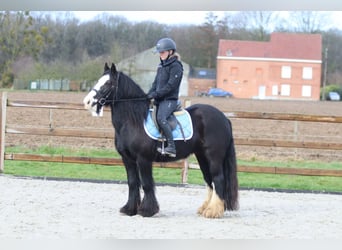 Cob Irlandese / Tinker / Gypsy Vanner, Giumenta, 12 Anni, 142 cm, Morello