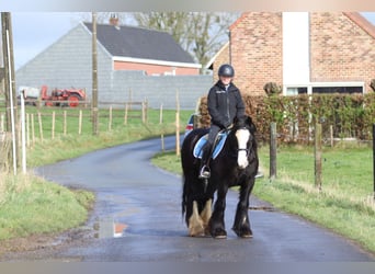 Cob Irlandese / Tinker / Gypsy Vanner, Giumenta, 12 Anni, 142 cm, Morello