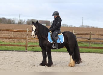 Cob Irlandese / Tinker / Gypsy Vanner, Giumenta, 12 Anni, 142 cm, Morello