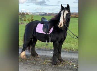 Cob Irlandese / Tinker / Gypsy Vanner, Giumenta, 12 Anni, 145 cm, Morello