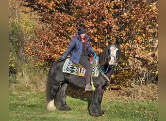 Cob Irlandese / Tinker / Gypsy Vanner, Giumenta, 12 Anni, 145 cm, Morello
