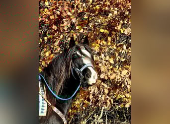 Cob Irlandese / Tinker / Gypsy Vanner, Giumenta, 12 Anni, 145 cm, Morello