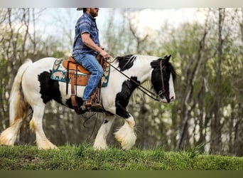 Cob Irlandese / Tinker / Gypsy Vanner, Giumenta, 12 Anni, 145 cm, Tobiano-tutti i colori