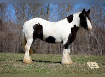 Cob Irlandese / Tinker / Gypsy Vanner, Giumenta, 12 Anni, 145 cm, Tobiano-tutti i colori