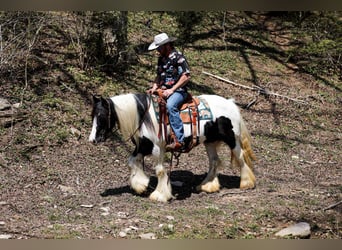 Cob Irlandese / Tinker / Gypsy Vanner, Giumenta, 12 Anni, 145 cm, Tobiano-tutti i colori