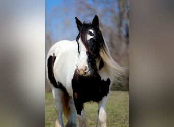 Cob Irlandese / Tinker / Gypsy Vanner, Giumenta, 12 Anni, 145 cm, Tobiano-tutti i colori