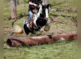 Cob Irlandese / Tinker / Gypsy Vanner, Giumenta, 12 Anni, 145 cm, Tobiano-tutti i colori