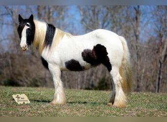 Cob Irlandese / Tinker / Gypsy Vanner, Giumenta, 12 Anni, 145 cm, Tobiano-tutti i colori