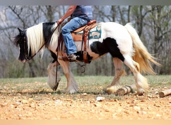 Cob Irlandese / Tinker / Gypsy Vanner, Giumenta, 12 Anni, 145 cm, Tobiano-tutti i colori