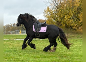 Cob Irlandese / Tinker / Gypsy Vanner, Giumenta, 12 Anni, 146 cm, Morello